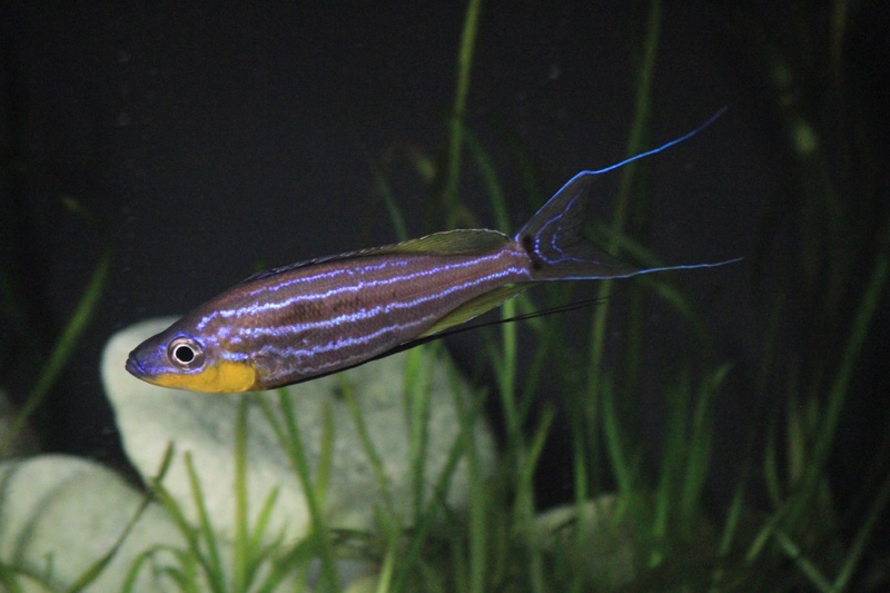 Benthochromis horii 'Mvuna Island'